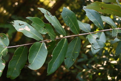 Lagerstroemia parviflora