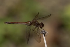 Sympetrum vicinum