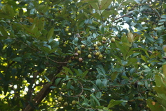 Lagerstroemia parviflora