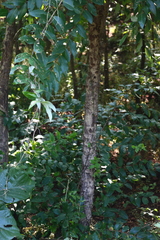Lagerstroemia parviflora