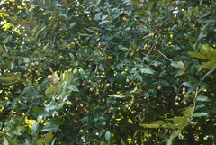 Lagerstroemia parviflora