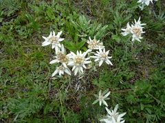 Leontopodium ochroleucum