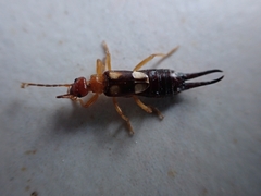 Forficula smyrnensis