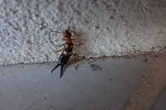 Forficula smyrnensis