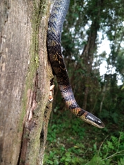 Erythrolamprus epinephalus pseudocobella