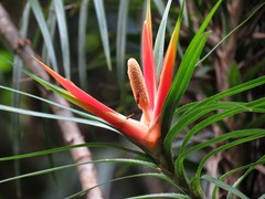 Freycinetia excelsa