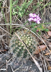 Echinopsis oxygona