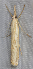 Agriphila attenuatus