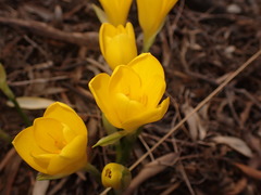Sternbergia lutea
