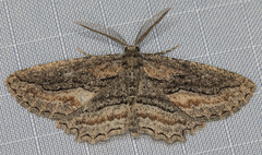 Aethaloida packardaria