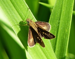 Tirynthia conflua