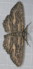 Aethaloida packardaria