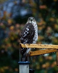Accipiter cooperii