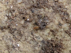 Pheidole tysoni