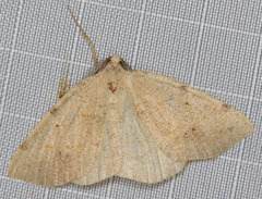 Drepanulatrix bifilata