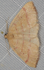 Drepanulatrix carnearia