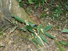 Heliconius antiochus