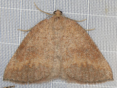 Drepanulatrix carnearia