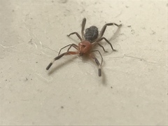 Ammotrechidae