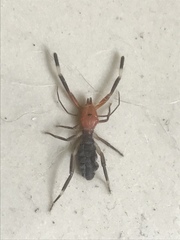 Ammotrechidae