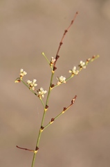 Eriogonum exaltatum