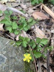 Potentilla hebiichigo