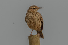 Certhilauda curvirostris brevirostris