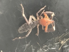 Ammotrechidae