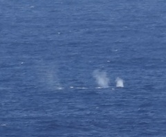 Megaptera novaeangliae