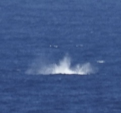 Megaptera novaeangliae