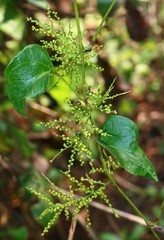 Dioscorea wallichii