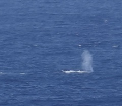 Megaptera novaeangliae