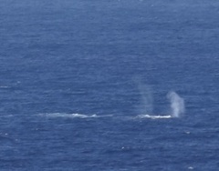 Megaptera novaeangliae