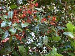 Mischocarpus lachnocarpus