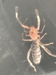 Ammotrechidae