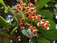 Mischocarpus lachnocarpus