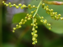 Dioscorea wallichii