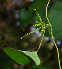 Dioscorea wallichii