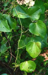 Dioscorea wallichii