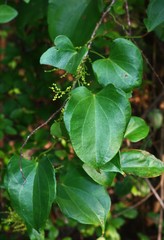 Dioscorea wallichii