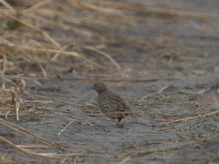 Turnix sylvaticus