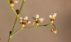 Eriogonum exaltatum