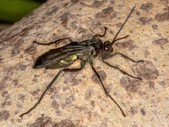 Batozonellus fuliginosus