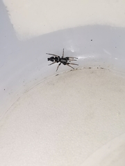 Aphantaulax trifasciata