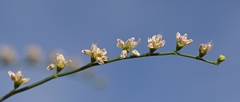 Eriogonum exaltatum