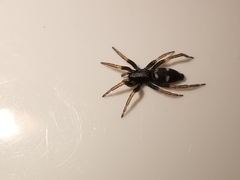 Aphantaulax trifasciata
