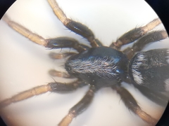 Aphantaulax trifasciata