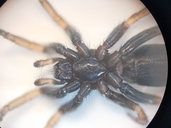 Aphantaulax trifasciata