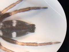 Aphantaulax trifasciata