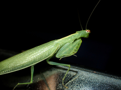 Tropidomantis